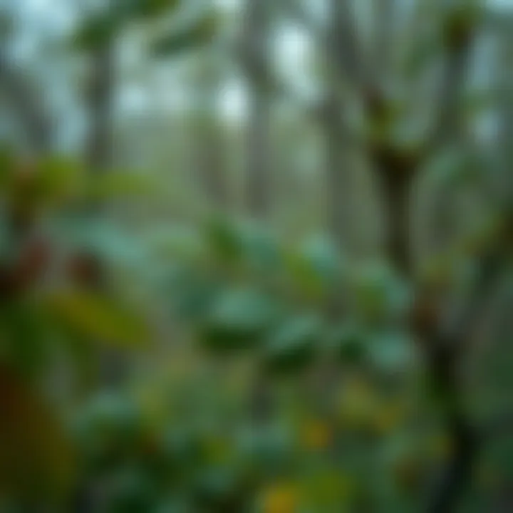 Visualization comparing recursive and iterative methods to find the maximum depth in a binary tree